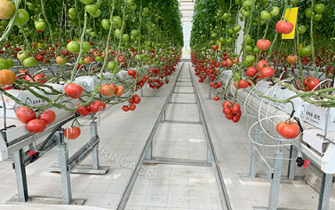 La nostra serra di pomodori sta installando tende bagnate