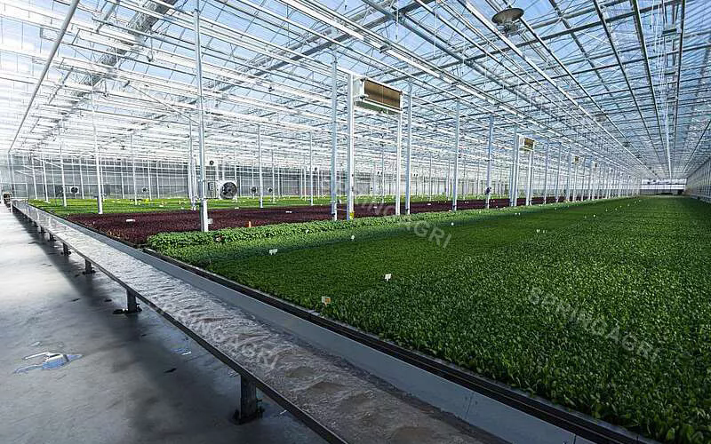 Soluzione serra: un approccio sostenibile all'agricoltura