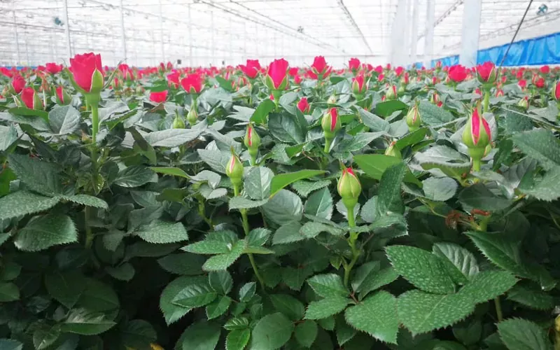 Nuova rivoluzione nelle serre agricole: l'Internet of Things System inaugura una nuova era di piantagione intelligente