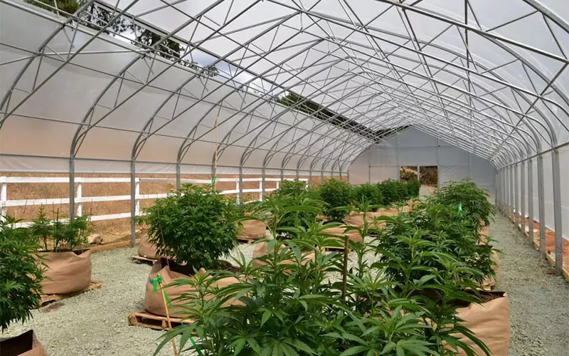 Film di cannabis medica Greenhouse: un punto di svolta nel settore