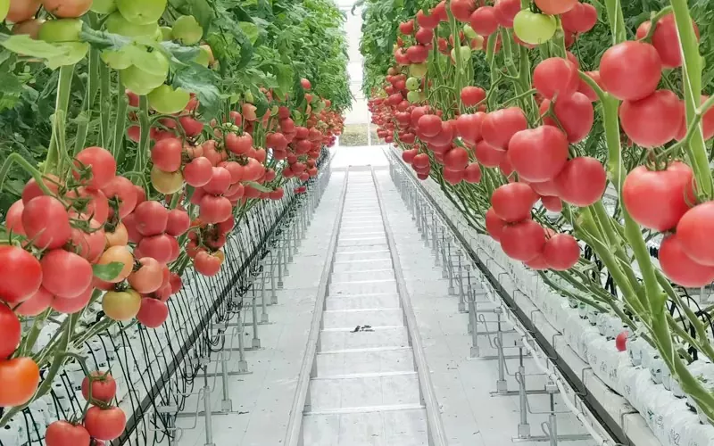 Serra di cetrioli e pomodori