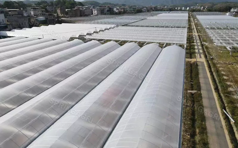 Serra economica in plastica PE multispan