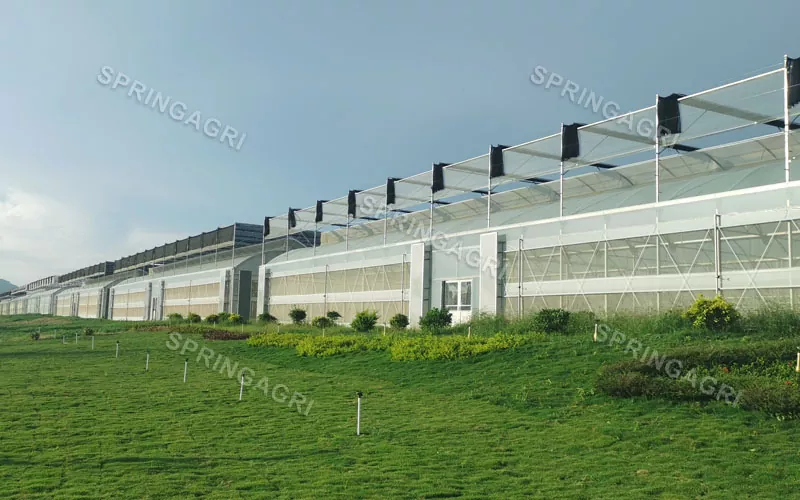 Su larga scala con serra vegetale in plastica multispan a basso costo