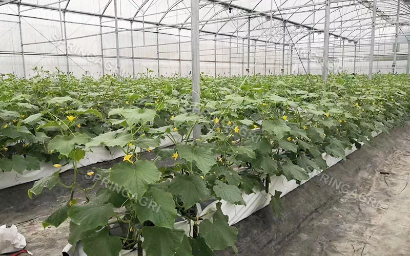 Serre per attrezzature idroponica agricole a più campate