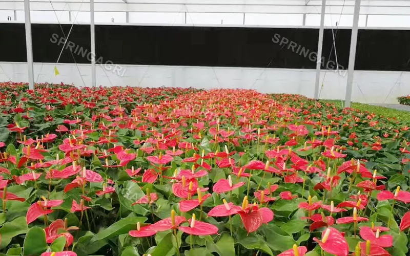 Serra per Anthurium multiporta in vendita