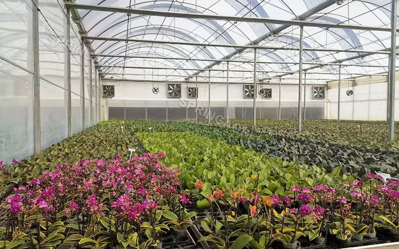 Serra per orchidee Phalaenopsis multispan in vendita