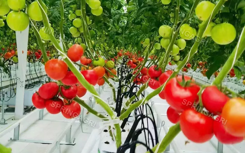 Serra per pomodori in plastica multiporta