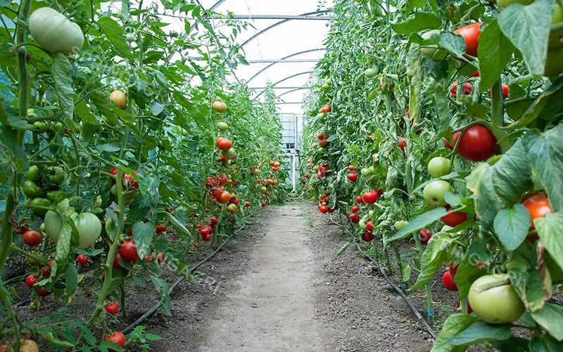 Serra per pomodori in plastica multiporta