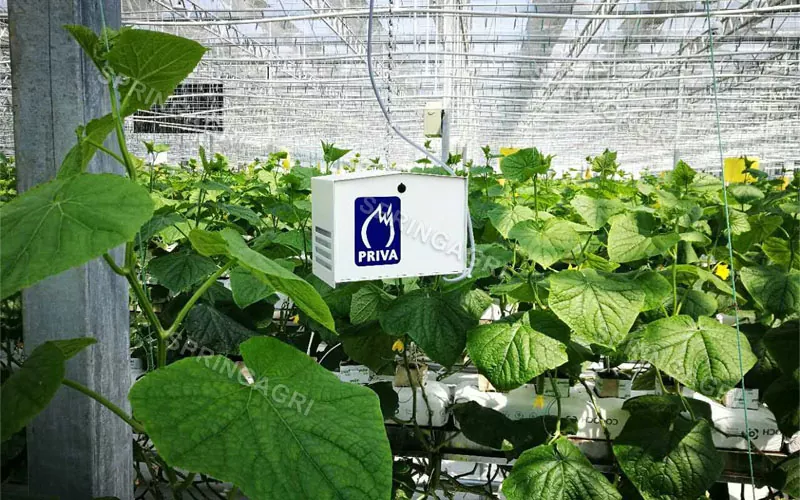 Soluzione di serra personalizzata per l'agricoltura intelligente